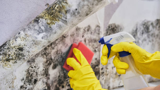 Professional Mold Inspection, Removal & Remediation in East Farmingdale, NY